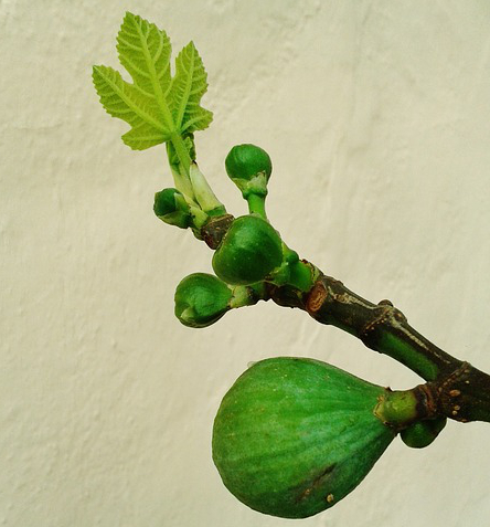 'And the stars of the sky fell to the earth as the fig tree sheds its winter fruit when shaken by a gale.'  - Rev 6:13